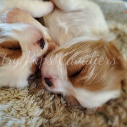 Cavalier King Charles Spaniel Puppies from Country Pups Cavaliers