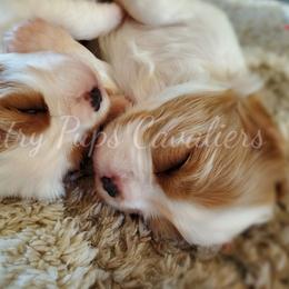 Cavalier King Charles Spaniel Puppies from Country Pups Cavaliers