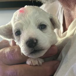 Pink girl - White female Bichon Frise puppy in Wilmington, North Carolina from Cape Fear Bichons