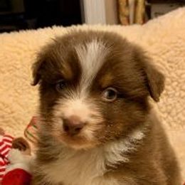 Australian Shepherds from Bayouland Australian Shepherds