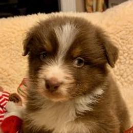Australian Shepherds from Bayouland Australian Shepherds