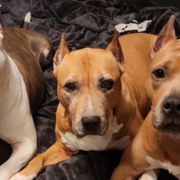 American Staffordshire Terriers from FireWater Kennels