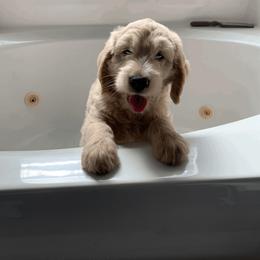 Goldendoodle Puppies from Rockin R Doodles
