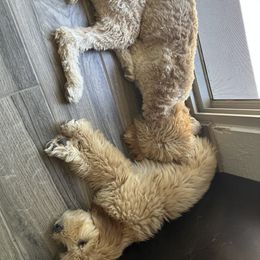 Goldendoodle and Poodle All Grown Up from Whiskey Row Royals