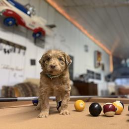 Twix - Red merle female Aussiedoodle puppy in Sheridan, Arkansas from Runnin’ Wild Ranch Aussies