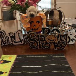 Ms. Green --  Ms. Black - Light golden female Golden Retriever puppy in Westminster, Maryland from Tupelo Honey Farm's Golden Retrievers