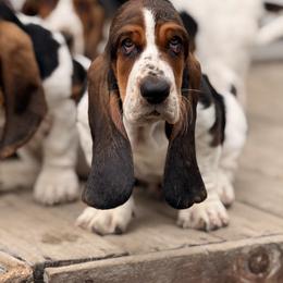 Basset Hound Puppies from Kylee's Bassets