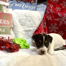Border Collie and Jack Russell Terrier Puppies from CP FARMS BORDER COLLIES N JACKS CORP