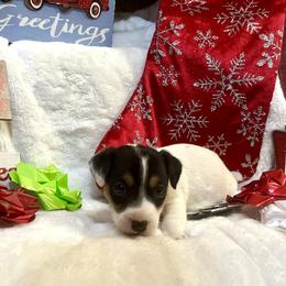 Border Collie and Jack Russell Terrier Puppies from CP FARMS BORDER COLLIES N JACKS CORP
