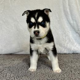 Bella (Yellow) - Black and white female Siberian Husky puppy in Ellijay, Georgia from Appalachian Siberians LLC