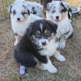 Black tri Female  2 - Black tri-color female Australian Shepherd puppy in Browerville, Minnesota from Rustic River Ranch Aussies
