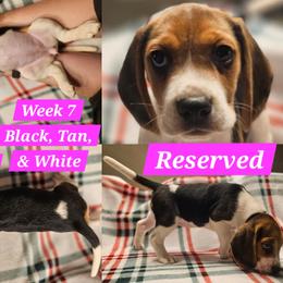 Ophelia-Pink-Female - Black tan and white female Beagle puppy in Bemidji, Minnesota from Nse Farms Beagles