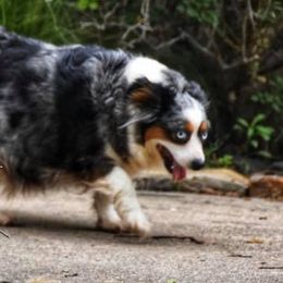 Miniature Australian Shepherd and Toy Australian Shepherd All Grown Up from Tinker Toy Aussies & Minis