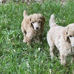 Poodles from Lady Liberty Pups