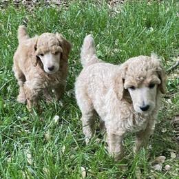 Poodles from Lady Liberty Pups