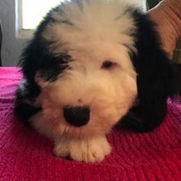 Old English Sheepdog Puppies from Bizzeeboots OES