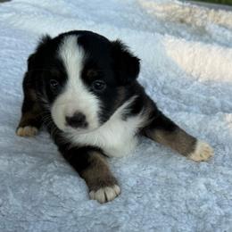 Black tri white over neck - Black tri female Miniature Australian Shepherd puppy in Graham, North Carolina from Thompson Farm Mini Aussies