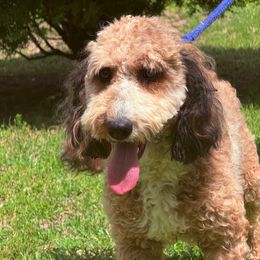 Betty - Goldendoodle