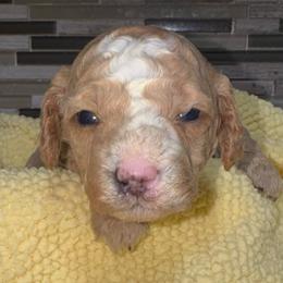 Dopey - Red  male Poodle puppy in Akeley, Minnesota from Blessed Acres Miniature Poodles