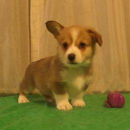 Pembroke Welsh Corgi Puppies from Arkansas Corgis