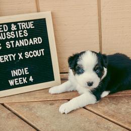 Indie - Black tri-color female Australian Shepherd puppy in Cotati, California from Tried and True Aussies