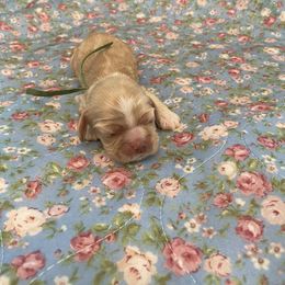 Boy 2 - male Cocker Spaniel puppy in Charleston, Tennessee from Nefer's Kennel