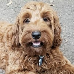 Australian Labradoodles from Legend Manor Labradoodles