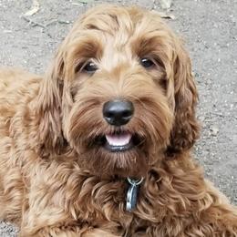 Australian Labradoodles from Legend Manor Labradoodles