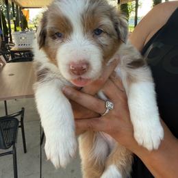 Red Merle Male - Red merle male Australian Shepherd puppy in Washington, Indiana from Bombshell Australian Shepherds