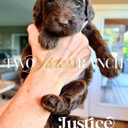 Justice - female Newfypoo puppy in Jackson, Missouri from Two Sisters Ranch, LLC