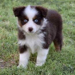 Ember - Red tri female Miniature Australian Shepherd puppy in Evant, Texas from Lazy VT Bar Ranch