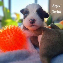 Styx - Brindle and white male Mal-Shi puppy in Apollo Beach, Florida from Gemstone Exclusive Pups of Florida