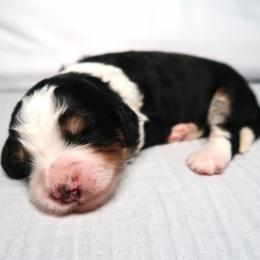 Crush - Tri-color female Bernedoodle puppy in Bowling Green, Ohio from Windy Creek Doodles