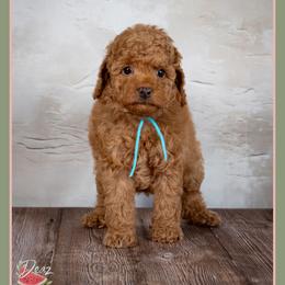 Bradley - Red male Cockapoo puppy in Connersville, Indiana from Deaz Doodle Ranch