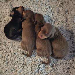 Chocolate and tan female - Chocolate and tan female Dachshund puppy in Belle Rive, Illinois from Akin's Miniature Dachshunds, LLC