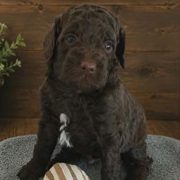Hunter-Dark Blue Collar - Brown and white male Aussiedoodle puppy in Grand Blanc, Michigan from B's Aussiedoodles