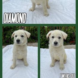 German Shepherd Puppies from Pocono GSD