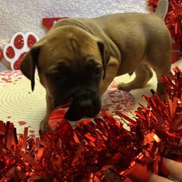 Male - Fawn male Boerboel puppy in Flemingsburg, Kentucky from Aussgardian Boerboels