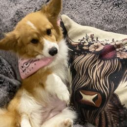 Roxy Rae - Pembroke Welsh Corgi