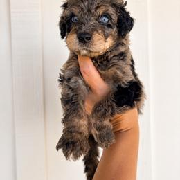 Judge - Blue merle male Aussiedoodle puppy in Greensboro, North Carolina from Glendale Doodles
