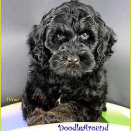 Dove - Black female Australian Labradoodle puppy in Billings, Montana from Doodle Around