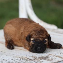 Maisey - Wheaten female Whoodle puppy in West Bend, Iowa from Blue Skies Terriers