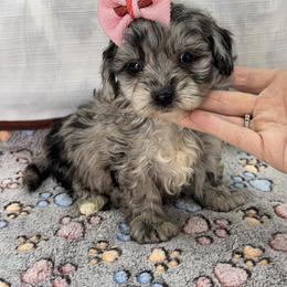 Riley - Blue female Companion Cross puppy in Lancaster, Kentucky from Dream Paws Puppies, LLC