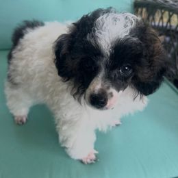 Sable Parti male - Sable male Poodle puppy in Clarksville, Tennessee from Bee Mine Poodles, Doodles and Pomeranians