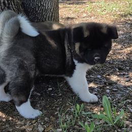 Akita Puppies from Folklore Akitas