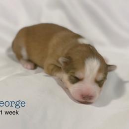 George - Red and white male Pomsky puppy in Winston, Oregon from Arctic Tails Spitz