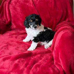 Daphne - Poodle puppy from PuppyLove Poodles