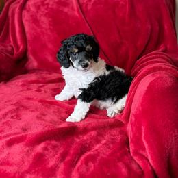 Daphne - Poodle puppy from PuppyLove Poodles