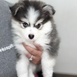 Prince - Blue male Pomsky puppy in Discovery Bay, California from Royal Pomskies