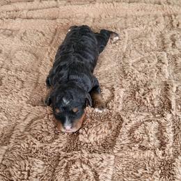 Haley - Tri-color female Bernedoodle puppy in East Earl, Pennsylvania from Mountainside Puppies